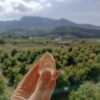 Puntas Citrino Natural | Abundancia - Imagen 2